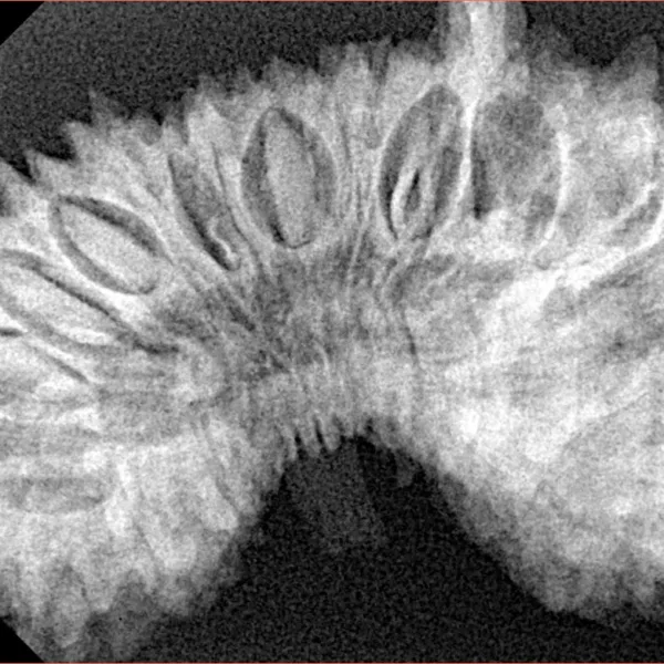 29 Mukhi Ganesh 38mm 6.61gm - Xray