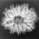 10 Mukhi Rudraksha 25mm 3.28gm - Xray