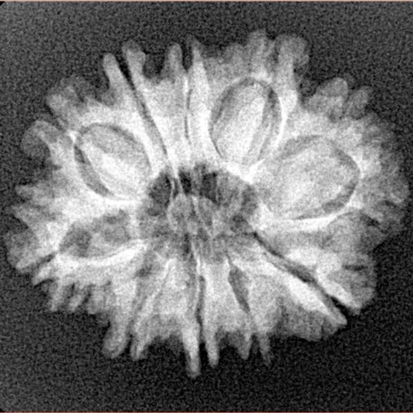 10 Mukhi Rudraksha 25mm 3.28gm - Xray
