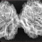 11 Mukhi Gaurishankar 40.4mm 7.07gm - Xray