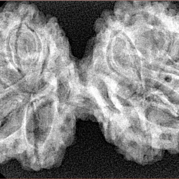 11 Mukhi Gaurishankar 40.4mm 7.07gm - Xray