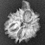 9 Mukhi Ganesh 17.3mm 1.28gm - Xray