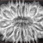 14 Mukhi Rudraksha 34.8mm 7.07gm - Xray