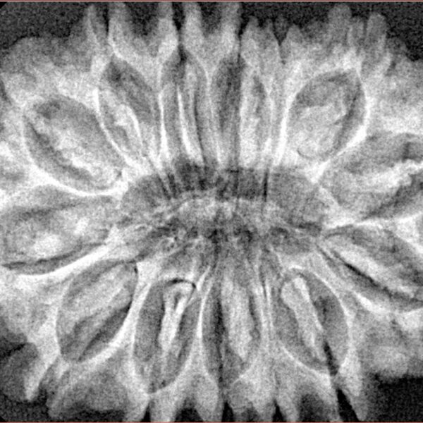 14 Mukhi Rudraksha 34.8mm 7.07gm - Xray