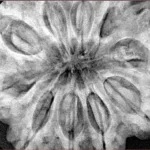 10 Mukhi Ganesh 35.6mm 11.44gm - Xray