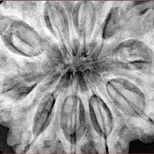 10 Mukhi Ganesh 35.6mm 11.44gm - Xray