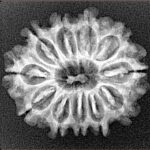 11 Mukhi Rudraksha 24.4mm 2.94gm - Xray