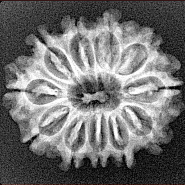 11 Mukhi Rudraksha 24.4mm 2.94gm - Xray