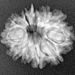 11 Mukhi Ganesh 21.2mm 2.1gm - Xray