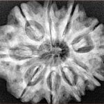 10 Mukhi Rudraksha 29.2mm 6.13gm - Xray