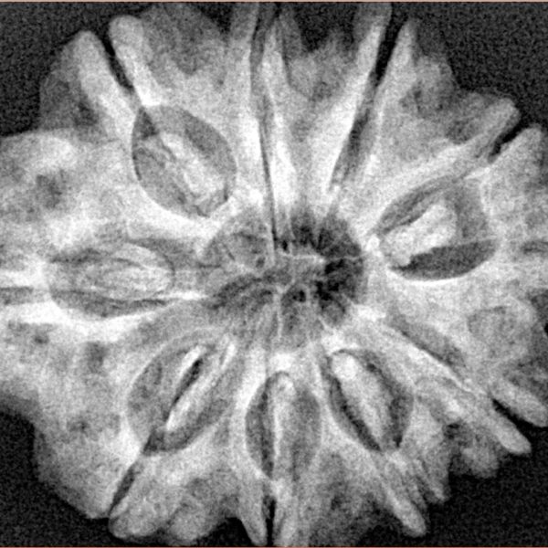 10 Mukhi Rudraksha 29.2mm 6.13gm - Xray