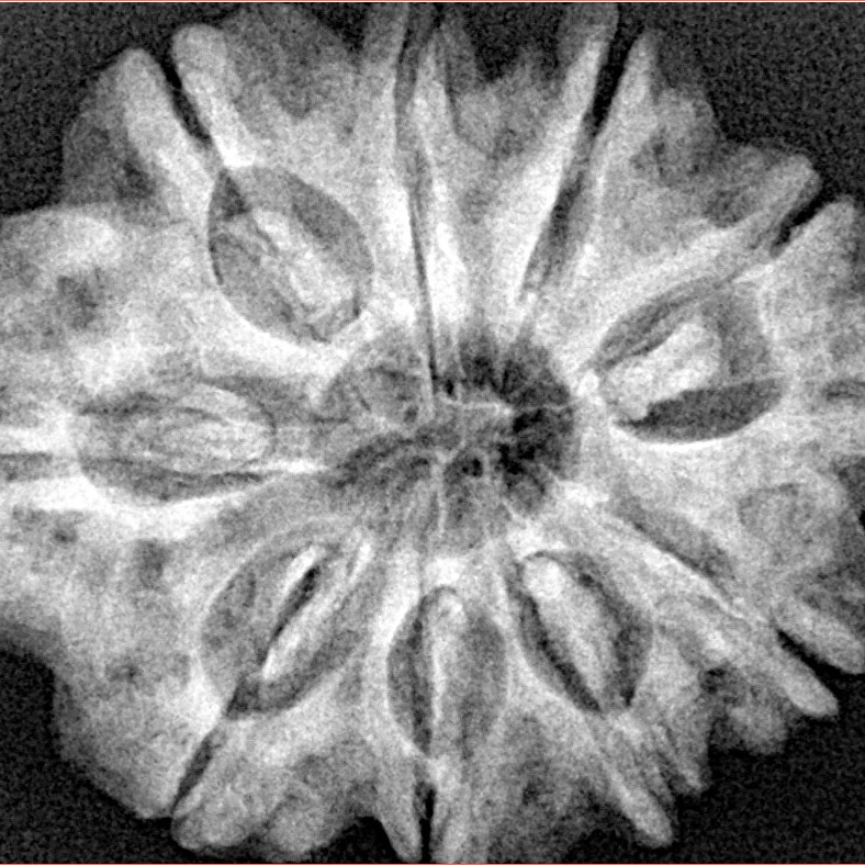 10 Mukhi Rudraksha 29.2mm 6.13gm - Xray