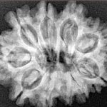 10 Mukhi Rudraksha 27.6mm 4.56gm - Xray