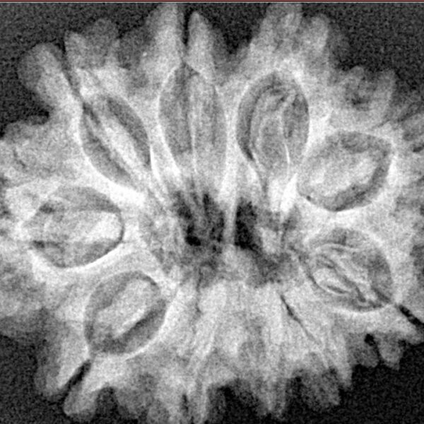 10 Mukhi Rudraksha 27.6mm 4.56gm - Xray