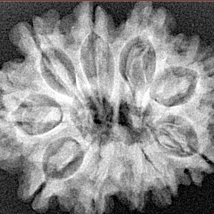 10 Mukhi Rudraksha 27.6mm 4.56gm - Xray