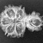 Sawar/Ganesh (5+1) 24.8mm 2.12gm - Xray