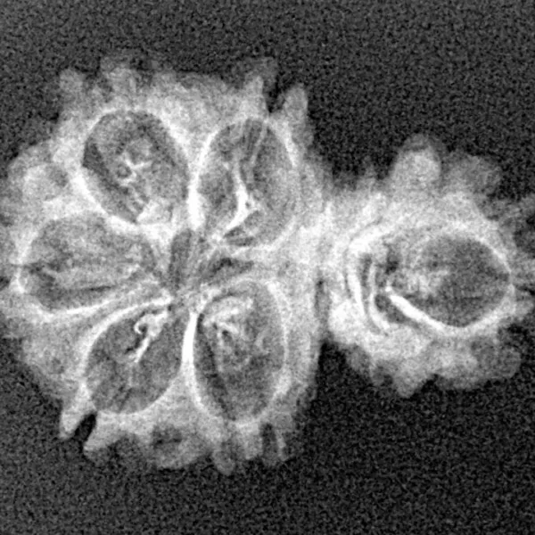 Sawar/Ganesh (5+1) 24.8mm 2.12gm - Xray