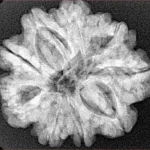 9 Mukhi Rudraksha 26.9mm 5.24gm - Xray