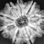 9 Mukhi Rudraksha 25mm 5gm - Xray