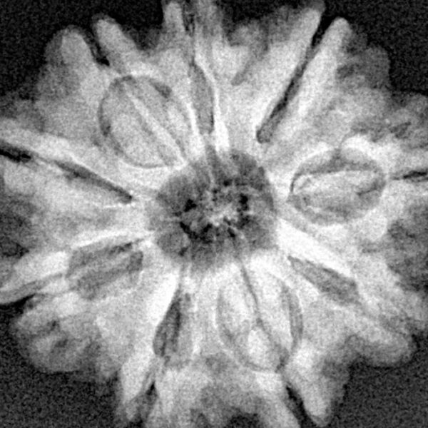 9 Mukhi Rudraksha 25mm 5gm - Xray