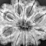 9 Mukhi Rudraksha 29.3mm 6gm - Xray