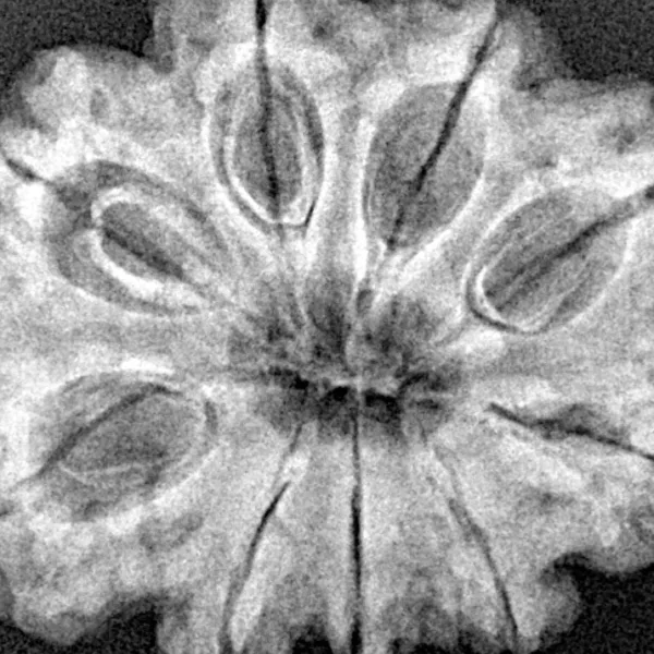 9 Mukhi Rudraksha 29.3mm 6gm - Xray