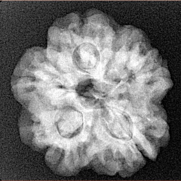 1MK(Underdeveloped) 23.8mm 4.54gm - Xray