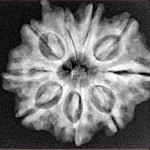 9 Mukhi Ganesh 26.2mm 4.84gm - Xray