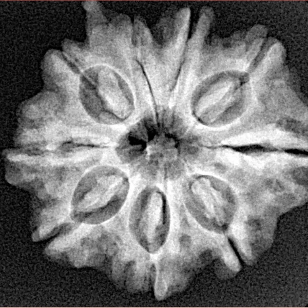 9 Mukhi Ganesh 26.2mm 4.84gm - Xray