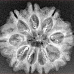 9 Mukhi Rudraksha 25.9mm 3gm - Xray