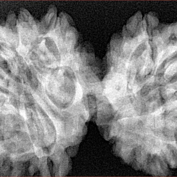12 MK Gaurishankar 43.2mm 9.79gm - Xray