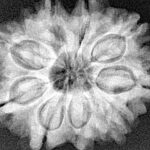 9 Mukhi Rudraksha 26.1mm 4.89gm - Xray