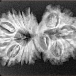 15 Mukhi Gaurishankar 34.2mm 4.77gm - Xray