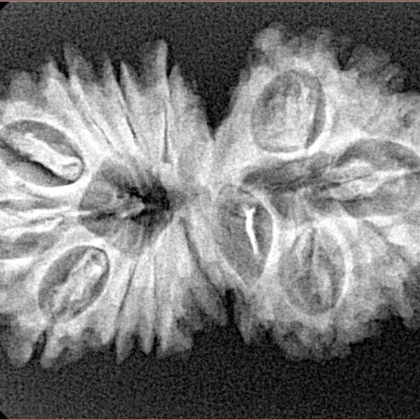15 Mukhi Gaurishankar 34.2mm 4.77gm - Xray
