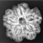 1MK(Underdeveloped) 24.2mm 4.51gm - Xray