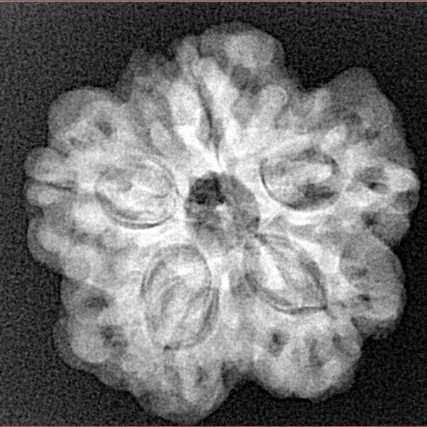 1MK(Underdeveloped) 24.2mm 4.51gm - Xray