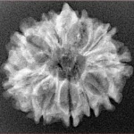 10 Mukhi Ganesh 24.9mm 2.89gm - Xray