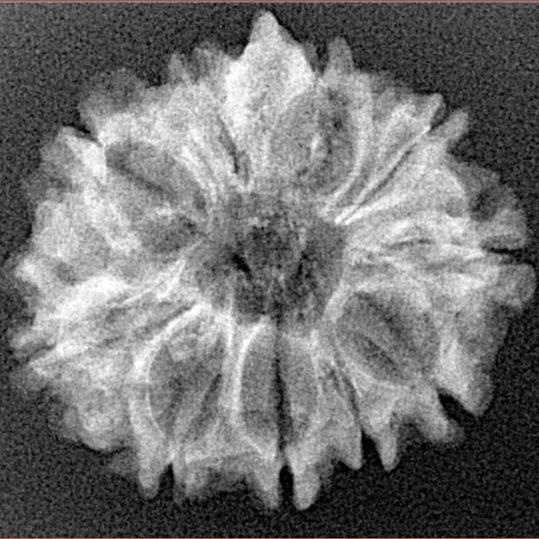 10 Mukhi Ganesh 24.9mm 2.89gm - Xray