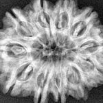 11 Mukhi Rudraksha 31.1mm 6.33gm - Xray