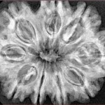 9 Mukhi Rudraksha 31.4mm 6.41gm - Xray