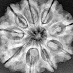 9 Mukhi Rudraksha 28.9mm 6.69gm - Xray