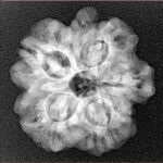 1MK(Underdeveloped) 23.1mm 3.9gm - Xray