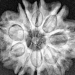 9 Mukhi Rudraksha 25.2mm 4.71gm - Xray