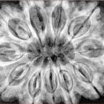 11 Mukhi Rudraksha 34.5mm 9.68gm - Xray