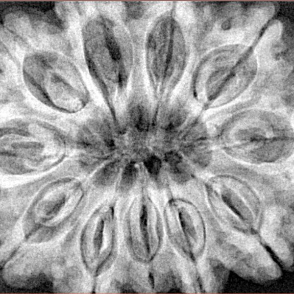 11 Mukhi Rudraksha 34.5mm 9.68gm - Xray