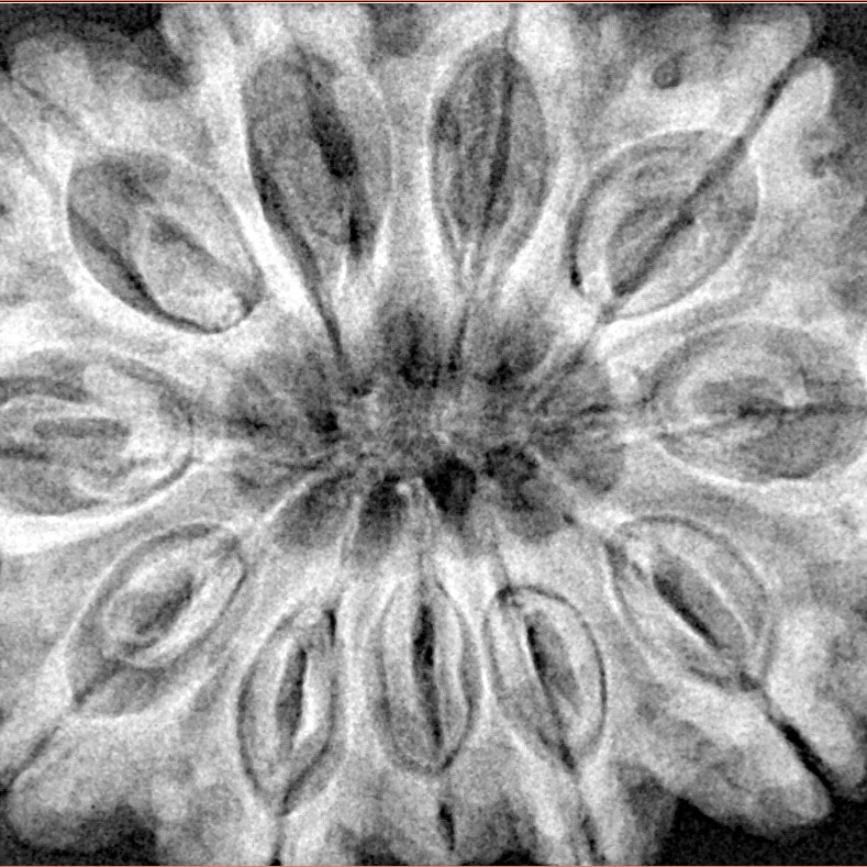 11 Mukhi Rudraksha 34.5mm 9.68gm - Xray