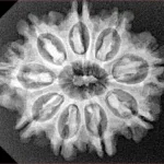 9 Mukhi Rudraksha 26.9mm 4.45gm - Xray