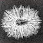 12 Mukhi Rudraksha 24.2mm 3.47gm - Xray