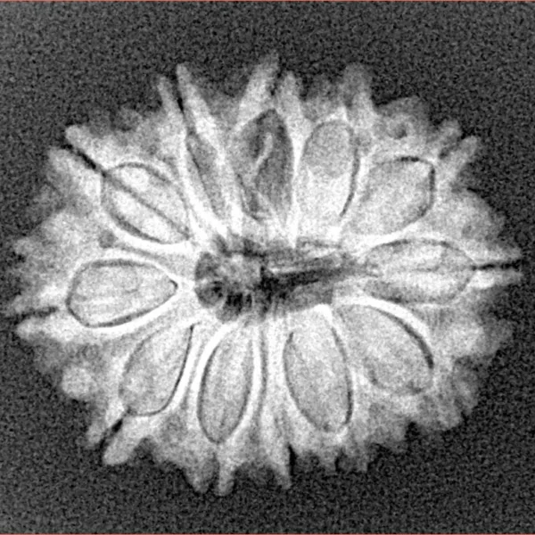 12 Mukhi Rudraksha 24.2mm 3.47gm - Xray