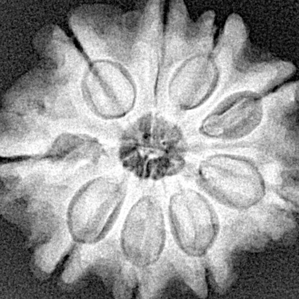 9 Mukhi Rudraksha 25.8mm 5.14gm - Xray